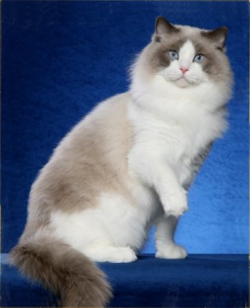 bicolor ragdoll cat