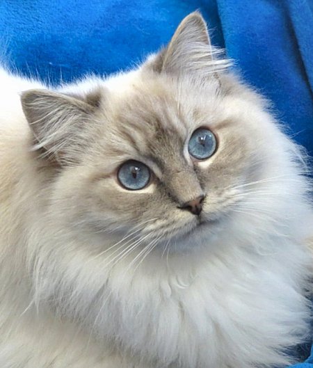blue mitted lynx