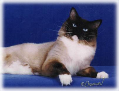 Grandmas and Grandpas Dixie Willow Ragdolls