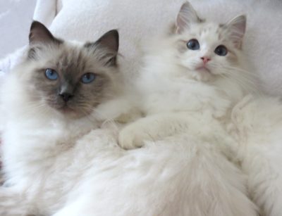 soulmate ragdoll